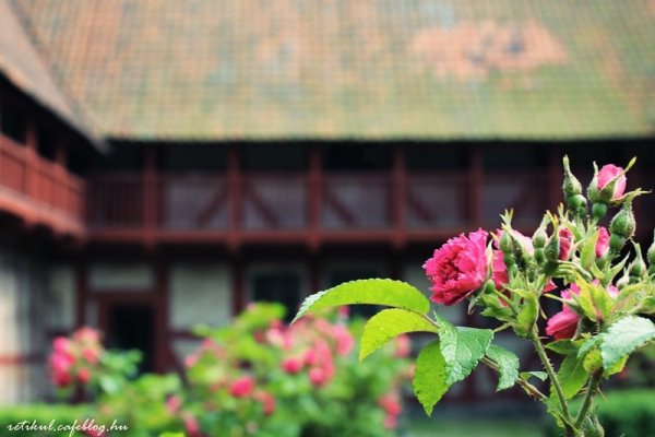 IMG_2936_resize